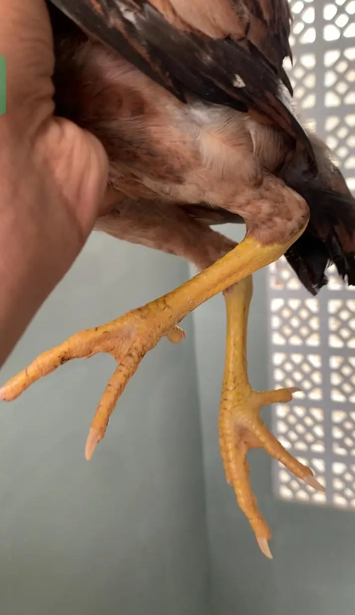 aseel chicks lasani or peeli nasal ke bachy white nock white nalli — photo 9