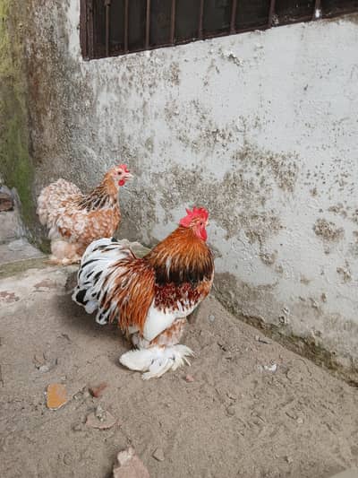 red porcellin