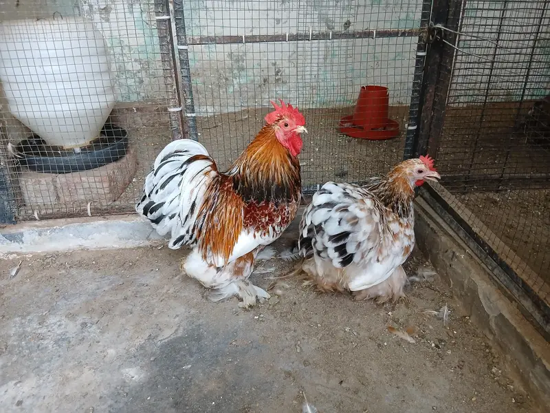 red porcellin — photo 2