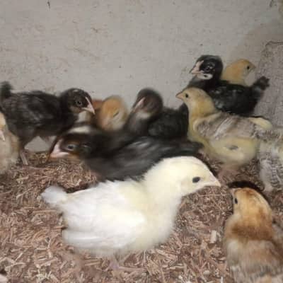 Choozay for sale ,active and healthy