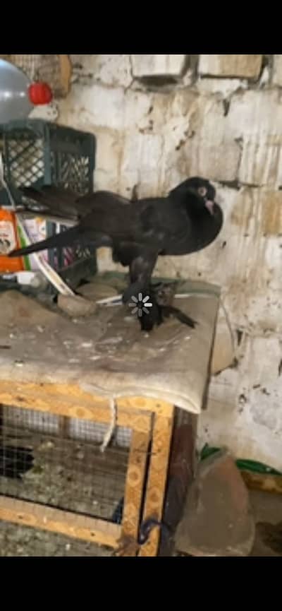Important black pom gubara FEMALE forsale 03115733578 WhatsApp