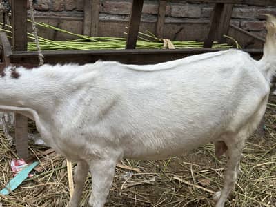 Desi bakri for sale