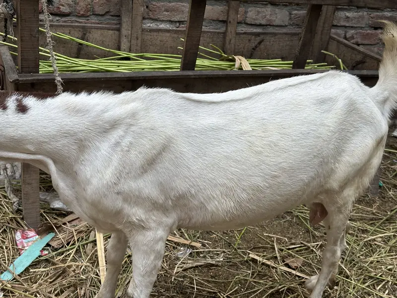 Desi bakri for sale
