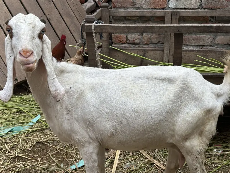Desi bakri for sale — photo 2