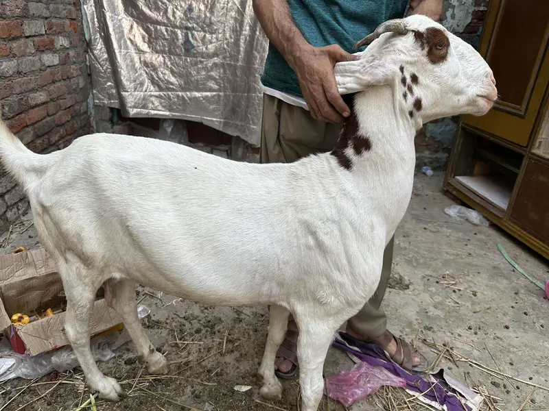 Desi bakri for sale — photo 3