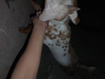 tota pari nasal ka Bakra for sell