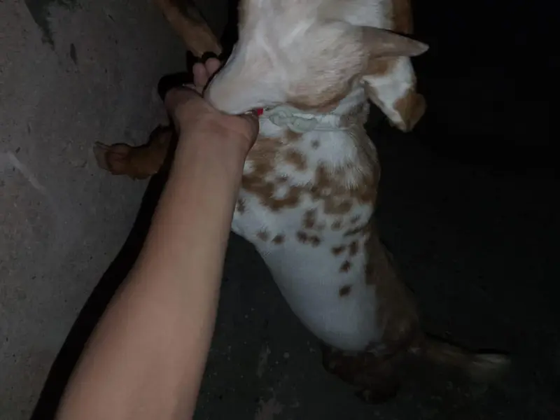 tota pari nasal ka Bakra for sell
