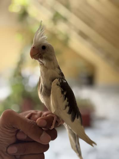 Hand tame cocktail