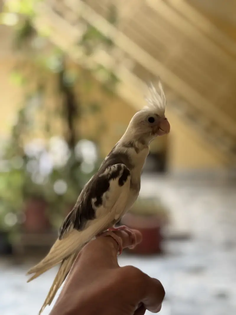 Hand tame cocktail — photo 3