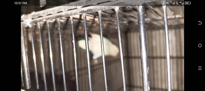 lovebirds breeder pairs with eggs