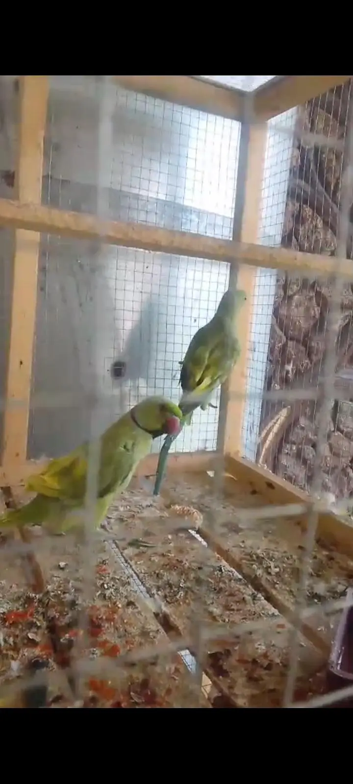 guranted Breeder Pair — photo 3