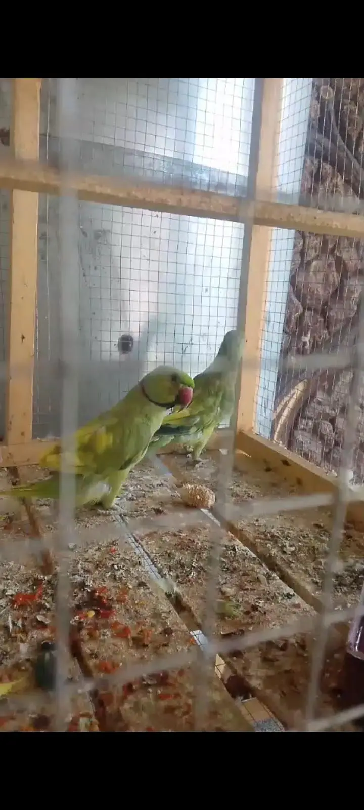 guranted Breeder Pair — photo 4