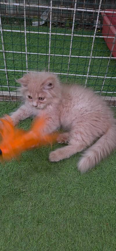Extrem Quality Persian Kitten