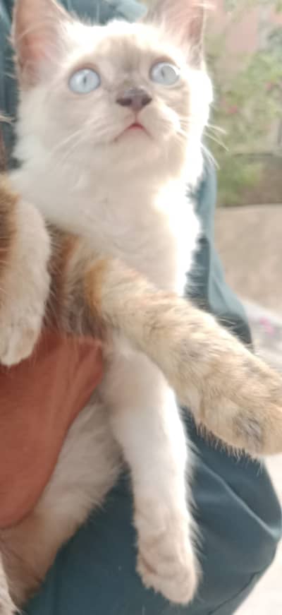 Two Persians | Double coat | female | Friendly | trained