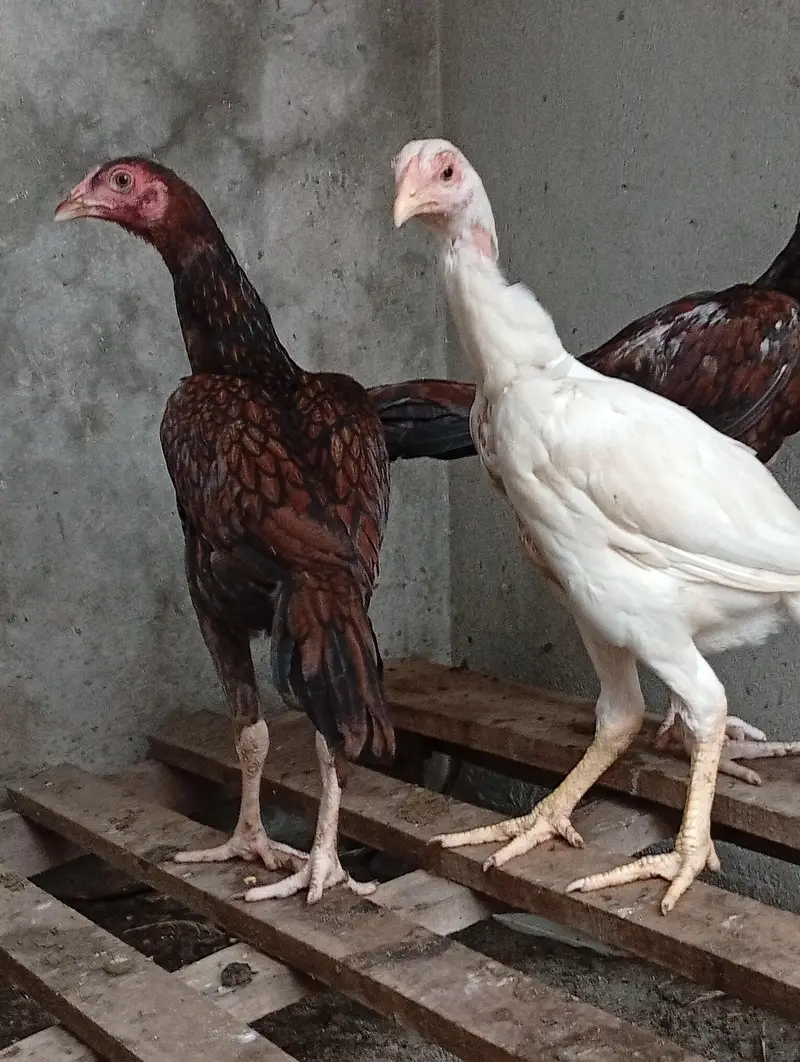 aseel long hight vaitnam aseel for sale — photo 5