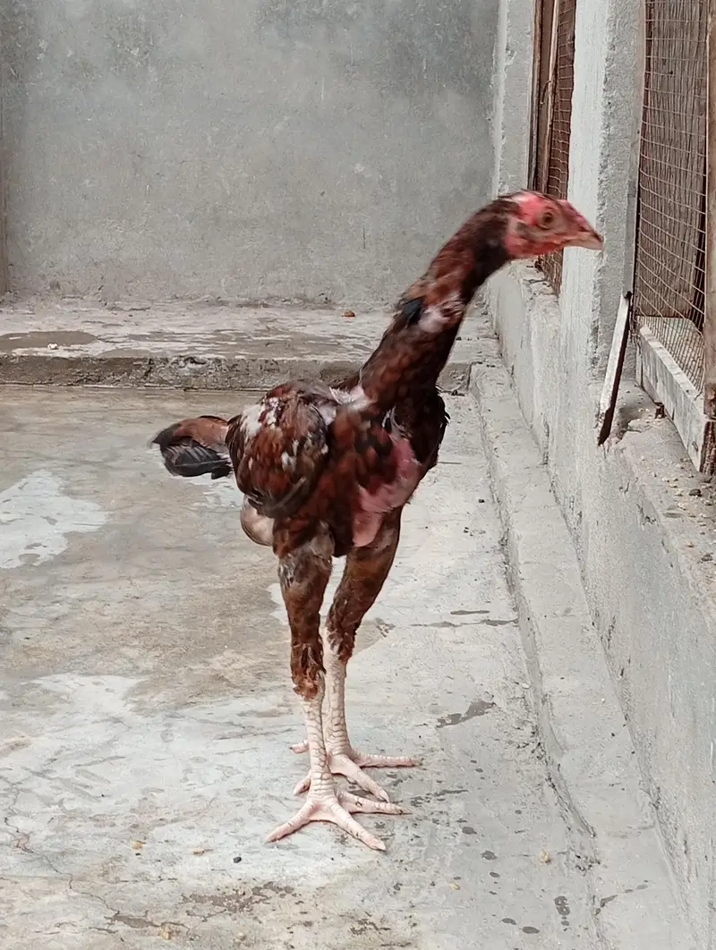 aseel long hight vaitnam aseel for sale — photo 7
