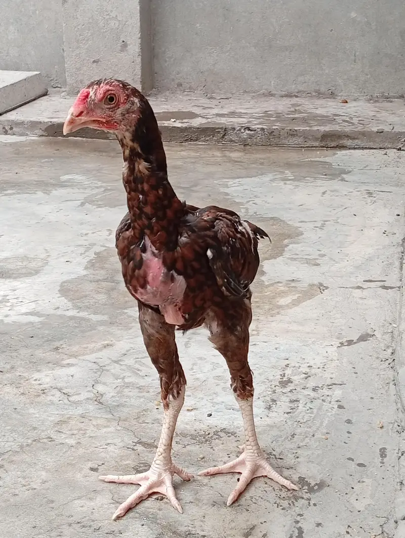 aseel long hight vaitnam aseel for sale — photo 8