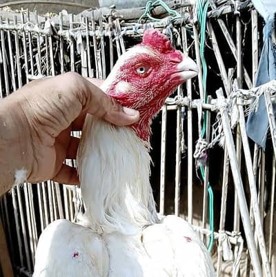 heera/white aseel chick's
