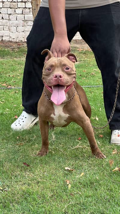 Male Pitbull Dog for Sale – 18 Months Old