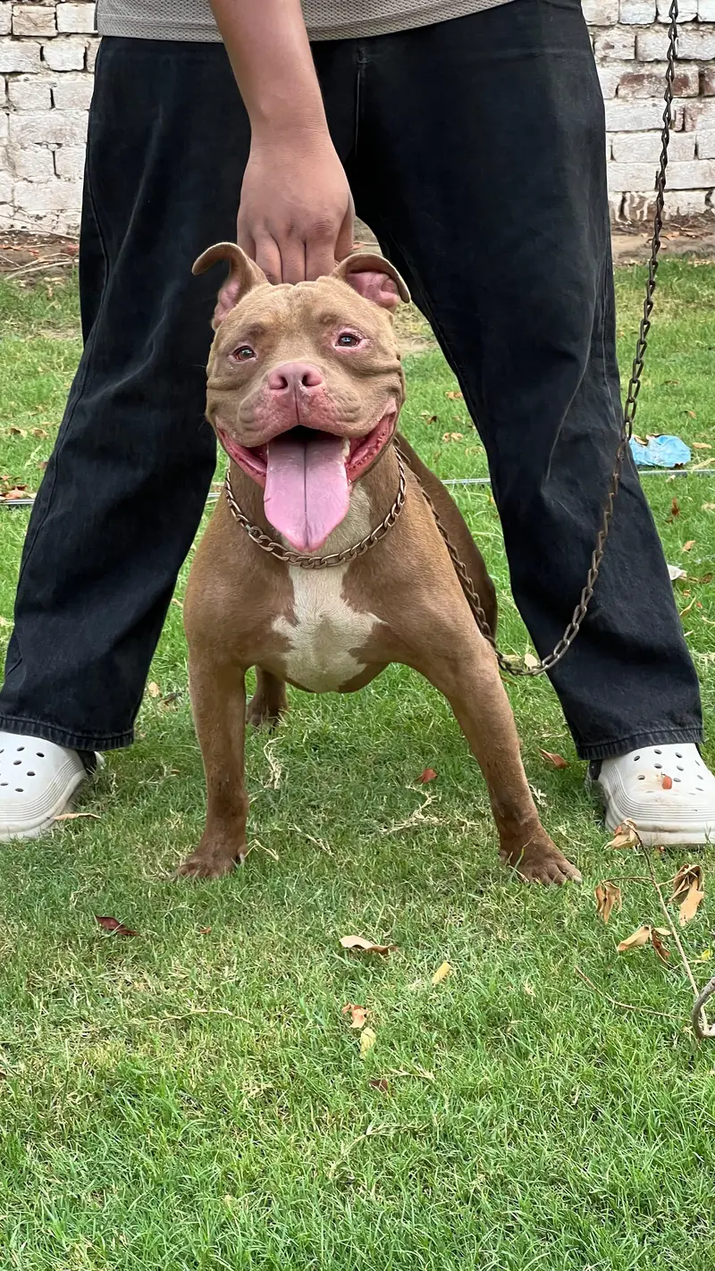 Male Pitbull Dog for Sale – 18 Months Old — photo 2