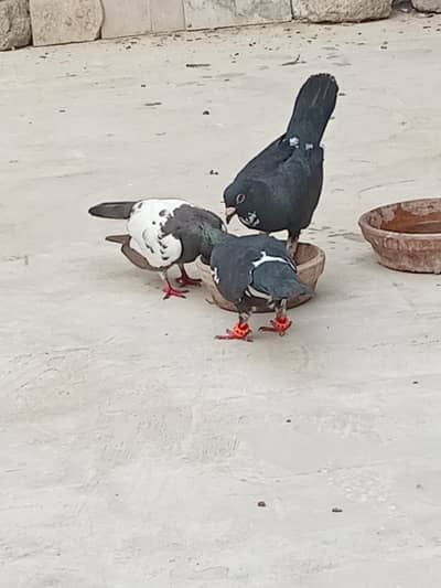 2 female 1 male