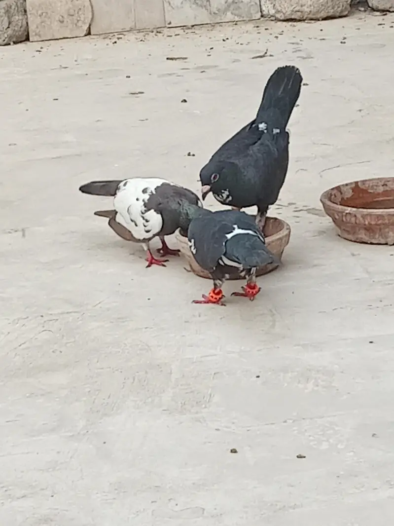 2 female 1 male