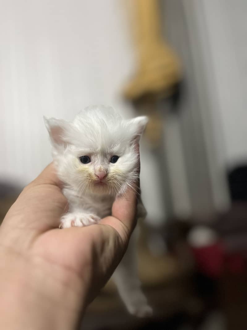 Persion cats 0