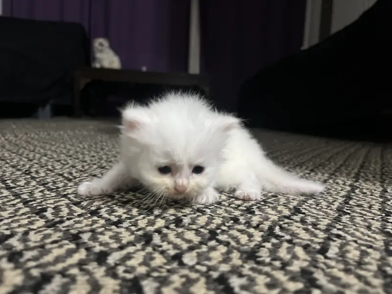 Persion cats — photo 2