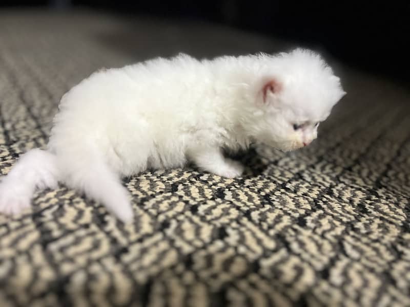 Persion cats 2