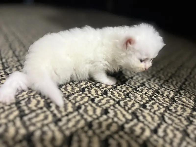 Persion cats — photo 3