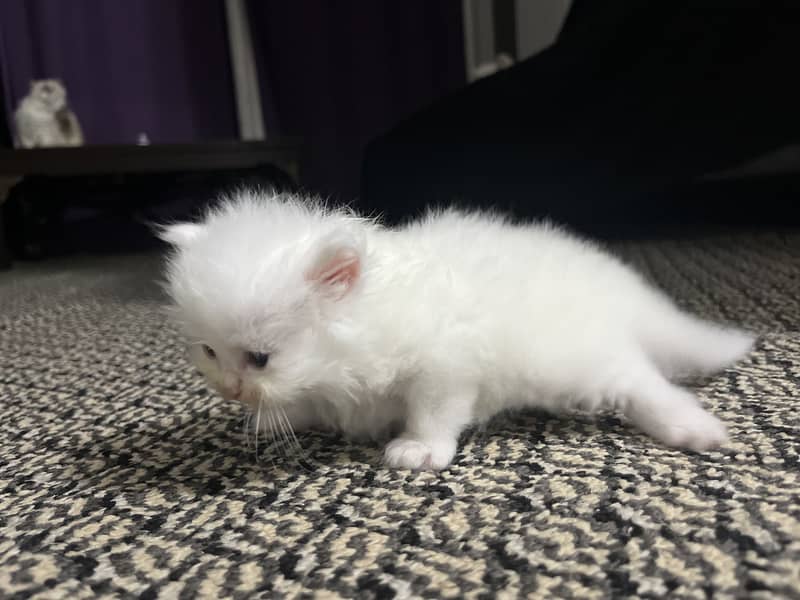Persion cats 3