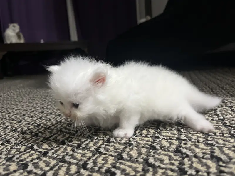 Persion cats — photo 4