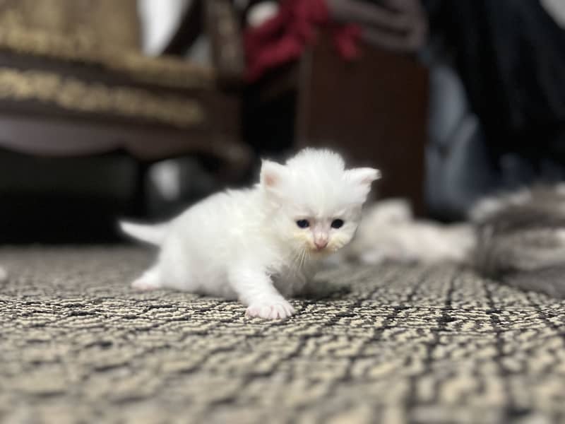Persion cats 4