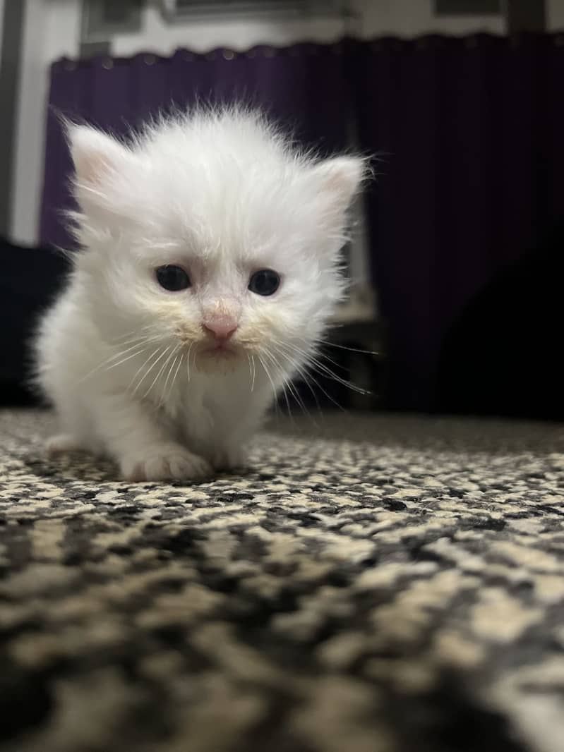 Persion cats 5
