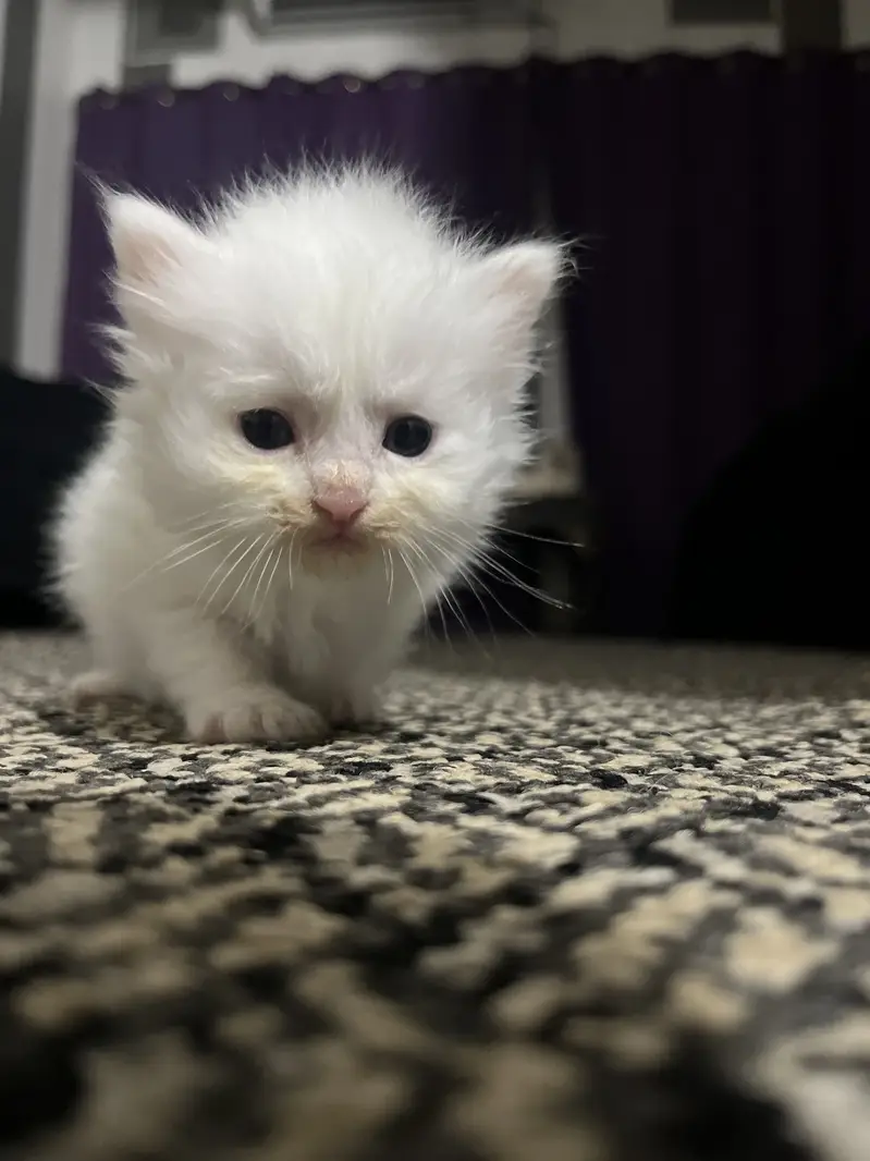 Persion cats — photo 6