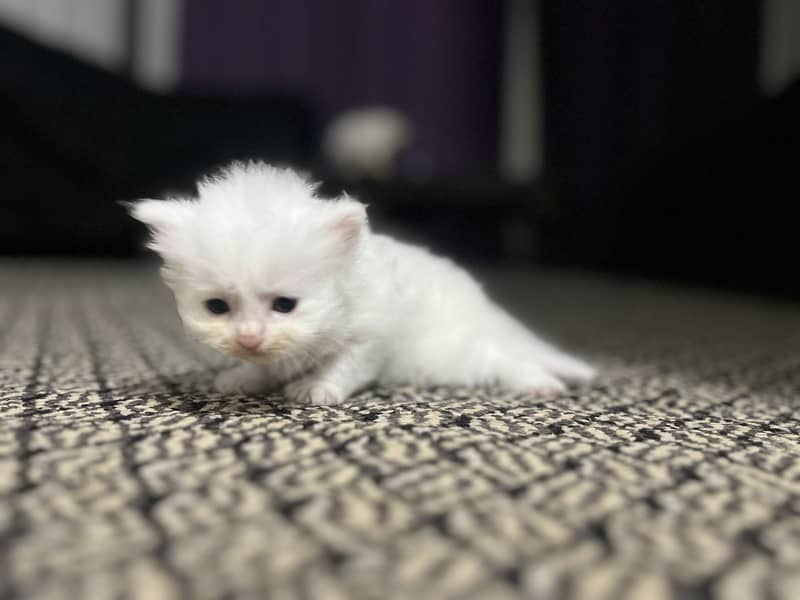 Persion cats 6