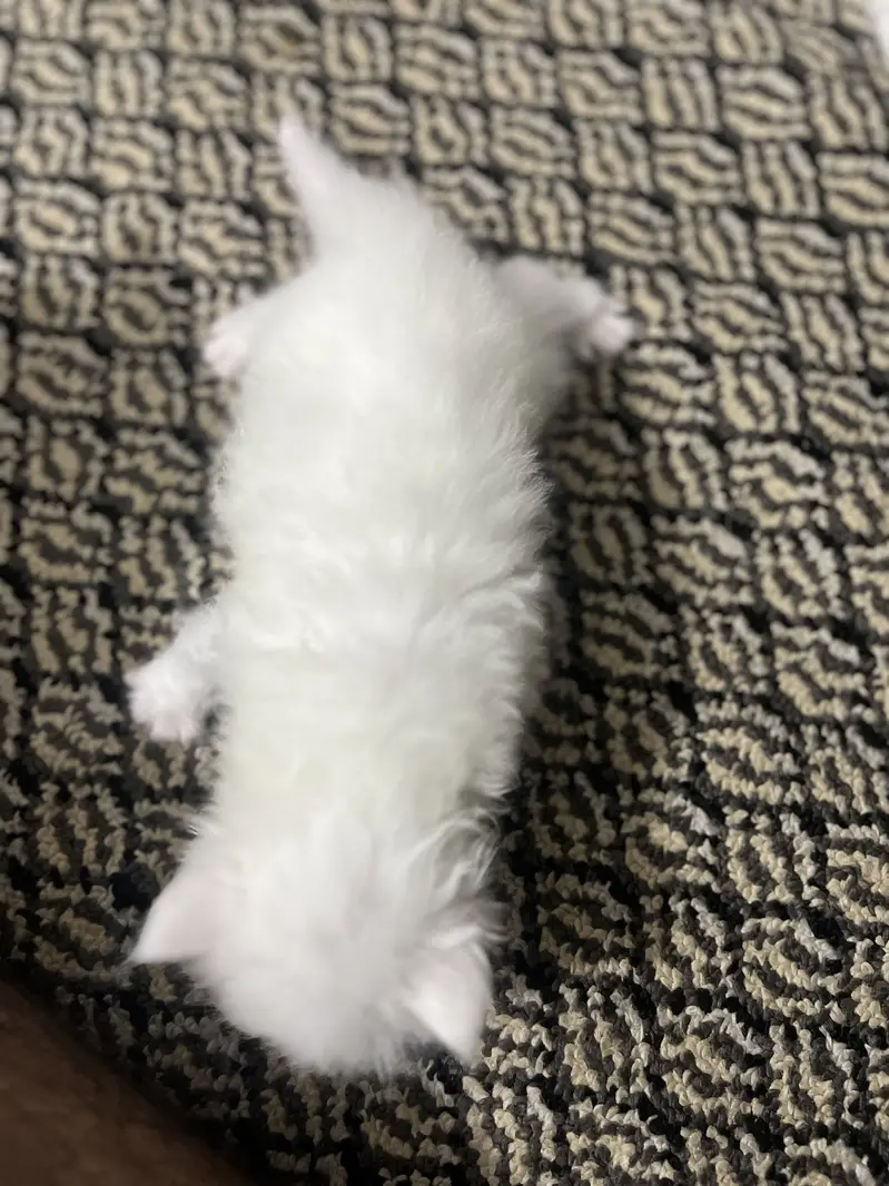 Persion cats — photo 8