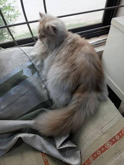 Russian Cat