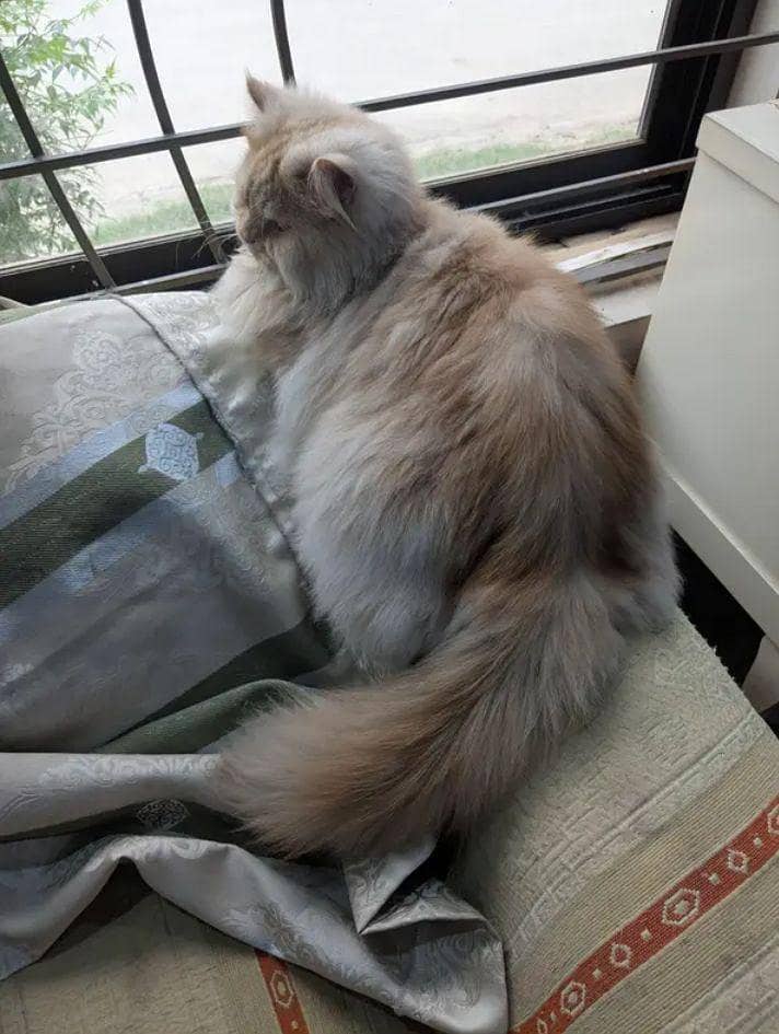 Russian Cat 0