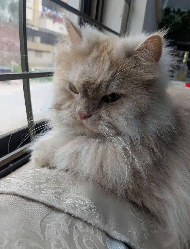 Russian Cat 1