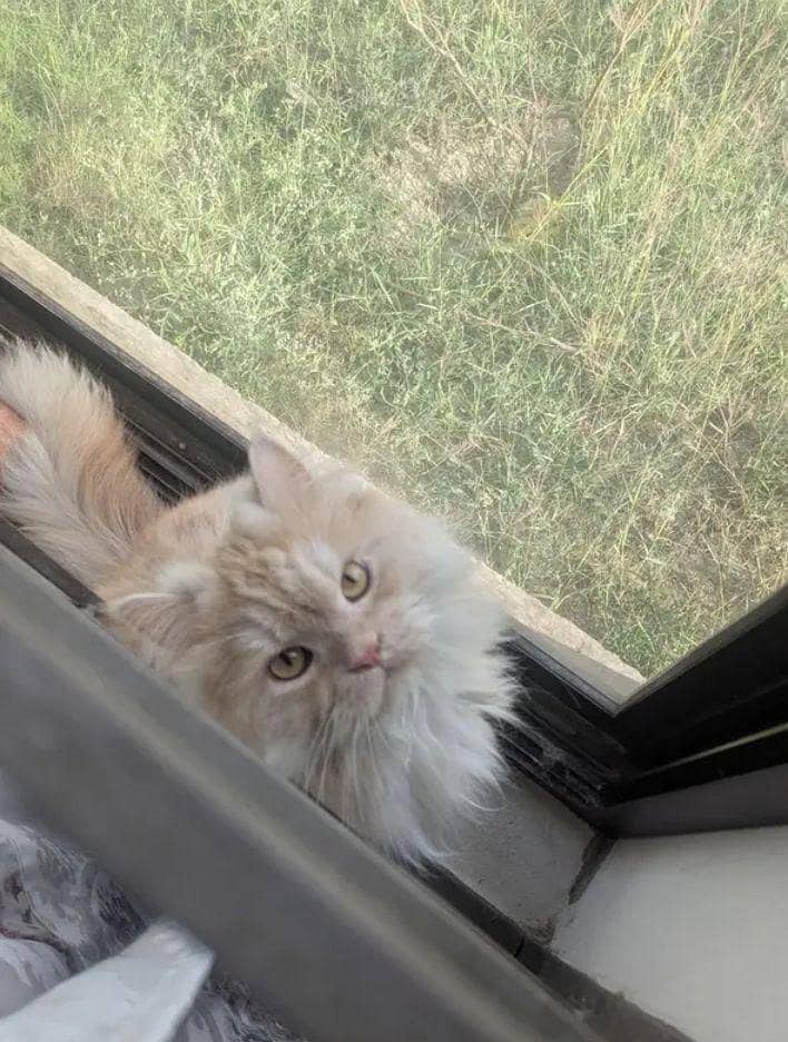 Russian Cat 2