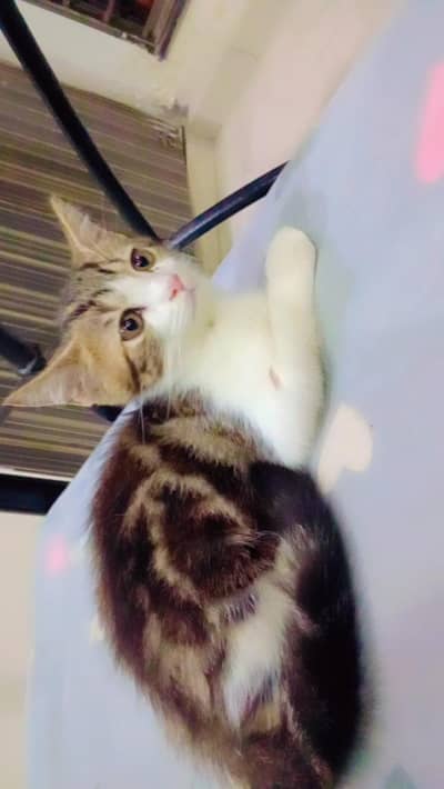 Tripple Coated Persian Kitten