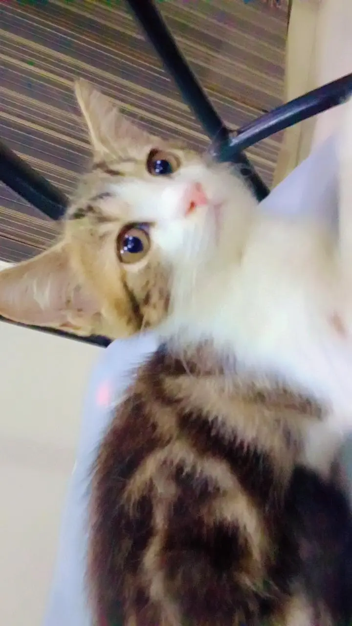 Tripple Coated Persian Kitten — photo 3