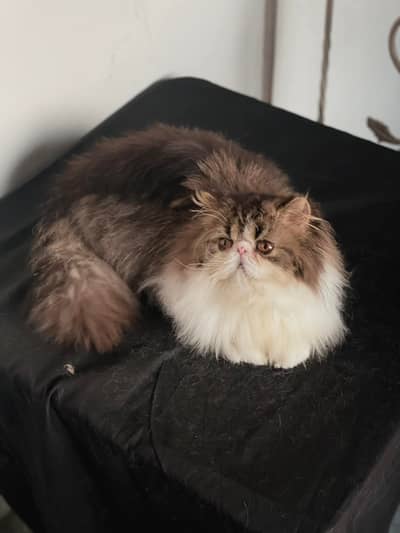 CFA registered breeder male, WCF registered female.
