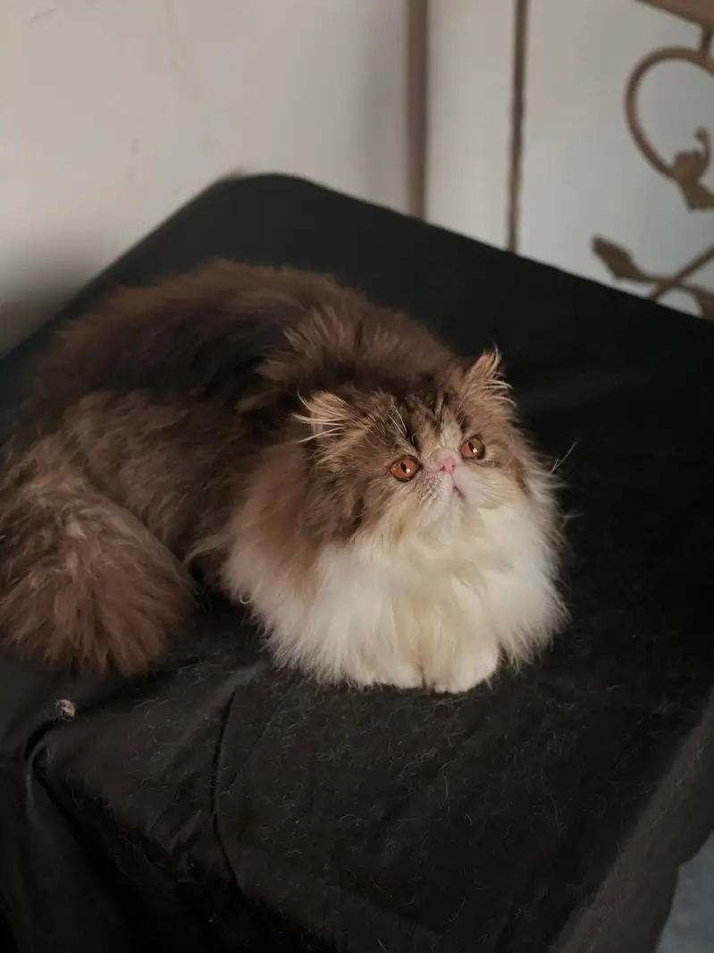 CFA registered breeder male, WCF registered female. — photo 2