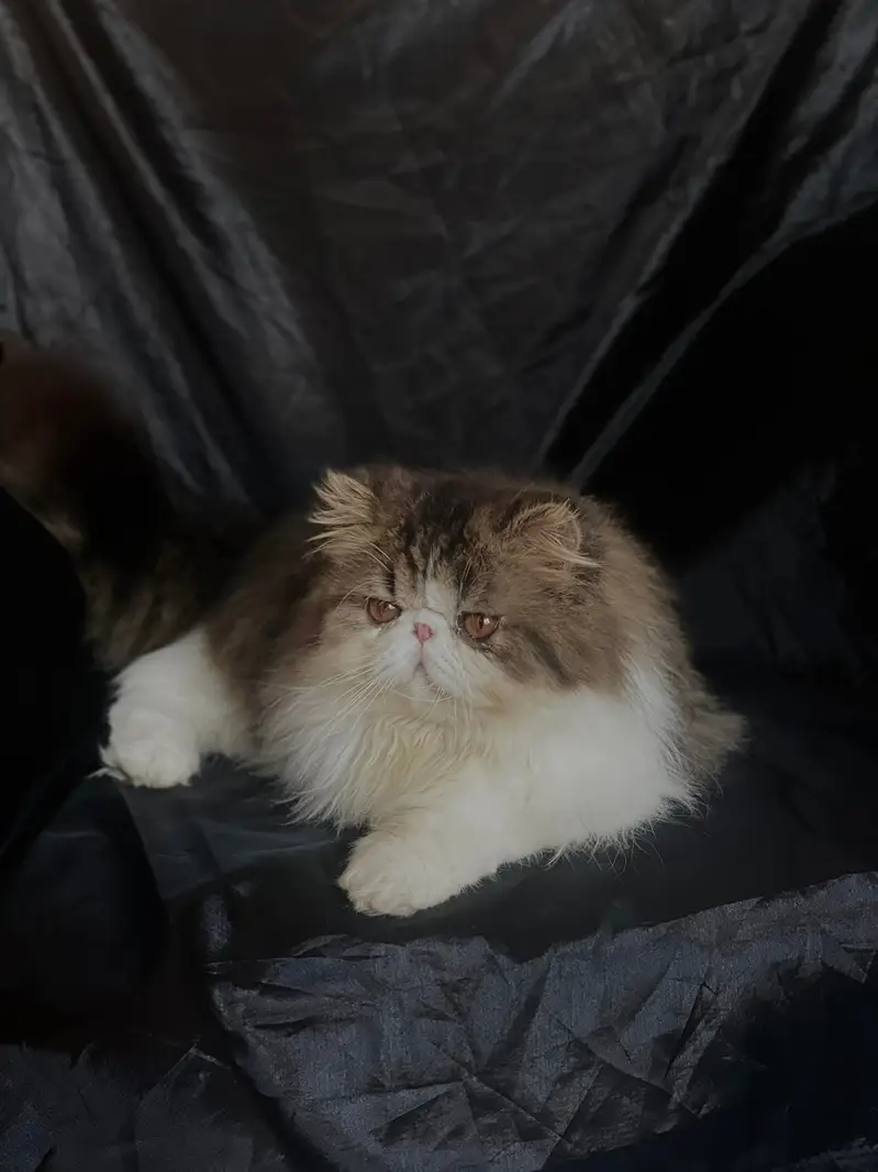 CFA registered breeder male, WCF registered female. — photo 4