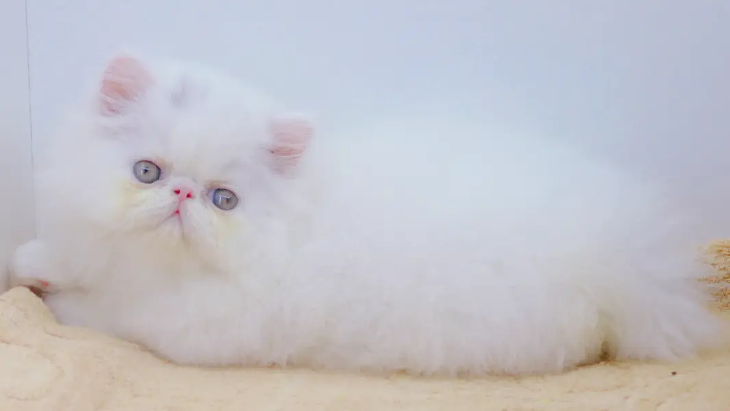 CFA registered breeder male, WCF registered female. — photo 5