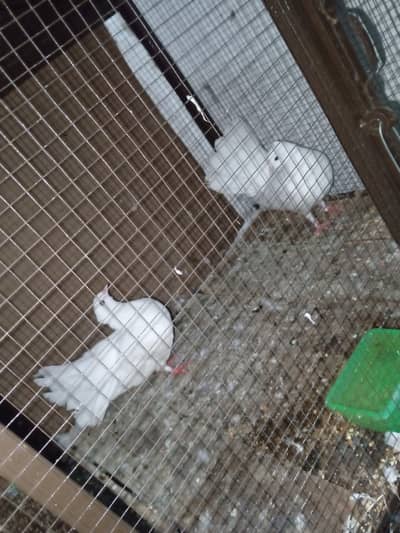 2 alag alag pair of kabootar for sale