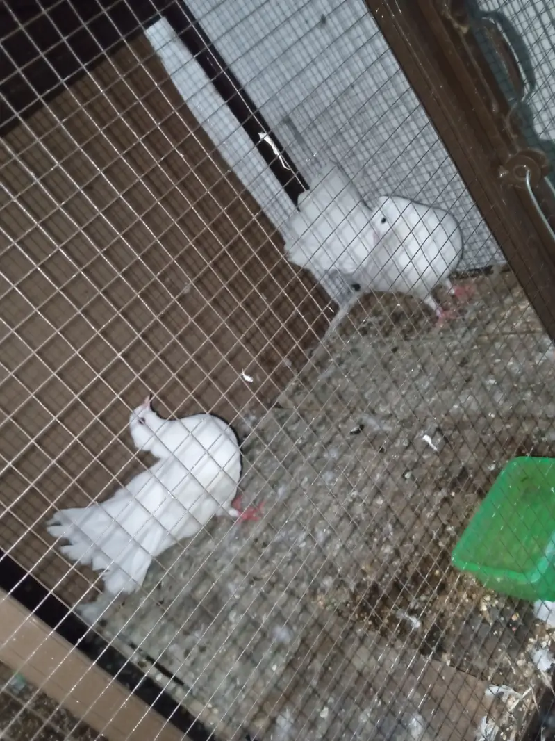 2 alag alag pair of kabootar for sale