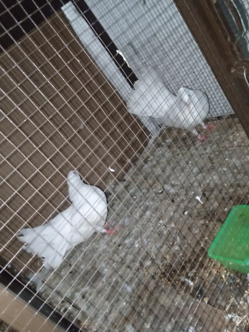 2 alag alag pair of kabootar for sale — photo 2